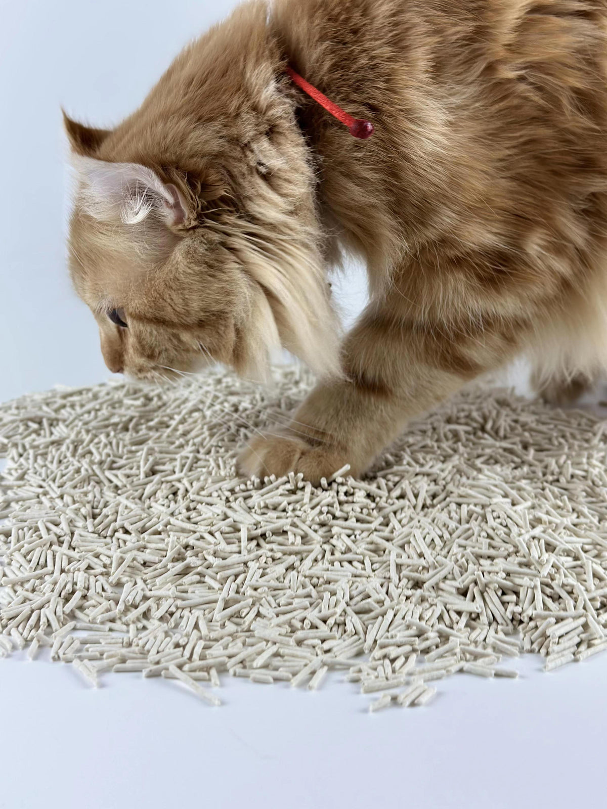 Cat on Funhooo litter