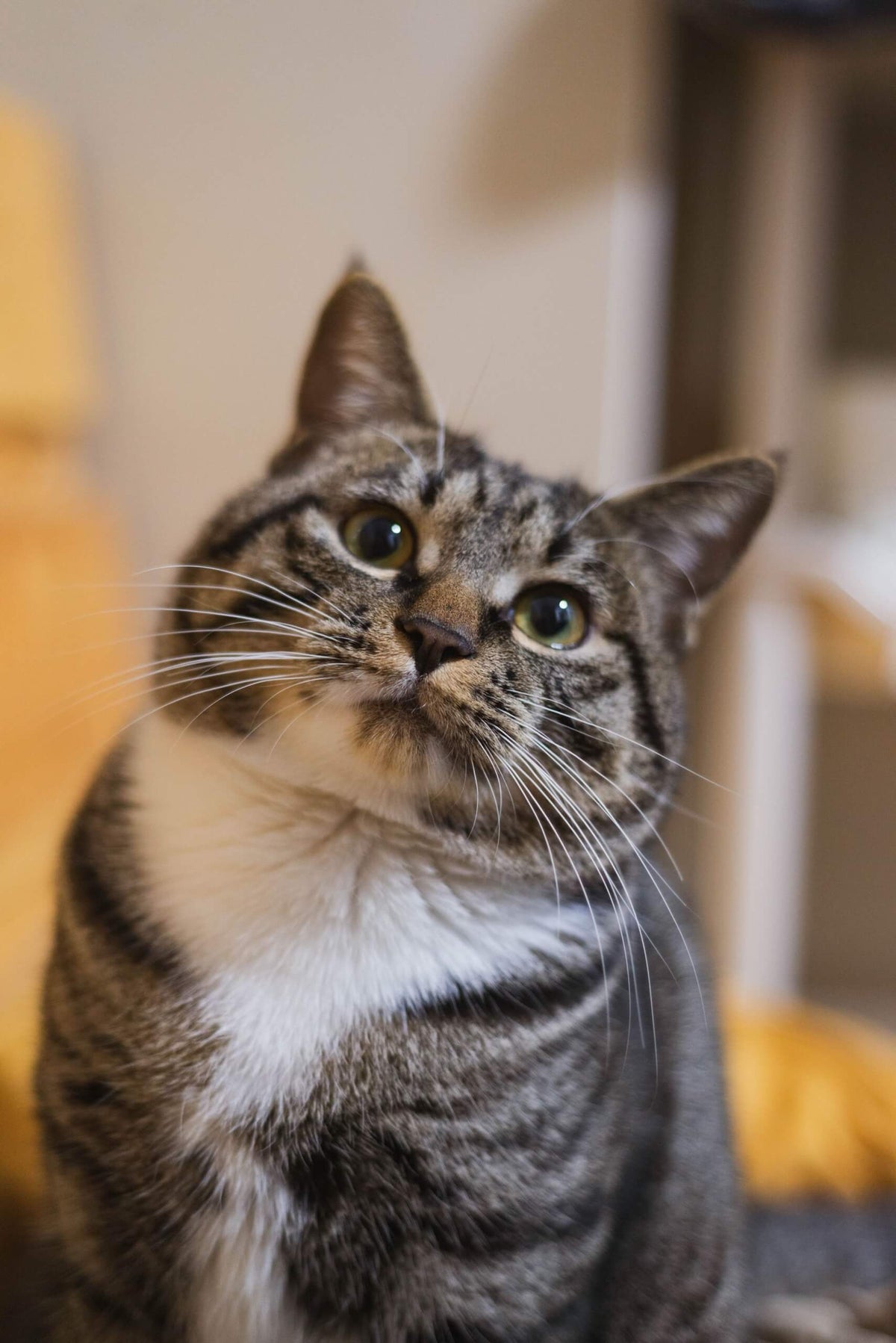 Cat relaxing indoors